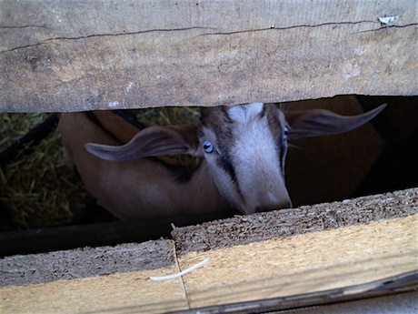 An eco-friendly organic (but brownish colored) “Green Goat.”