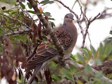 The Oriental Turtle Dove (Streptopelia orientalis). Image source .