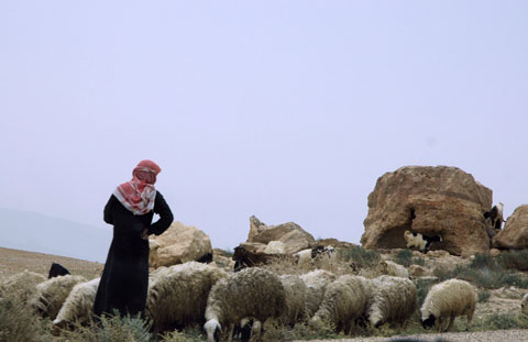 Shepherd, sheep, and goats.