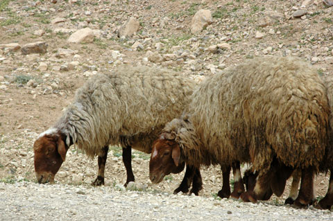 Awassi (or “Fat-tailed”) sheep.