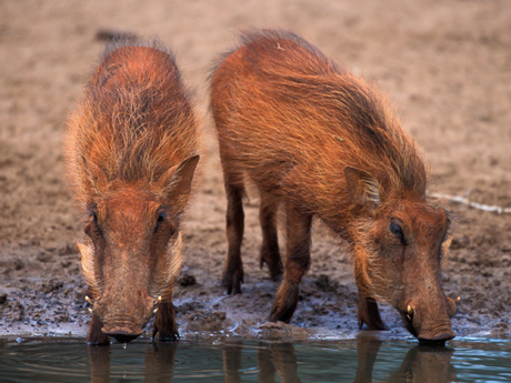 Thirsty little guys on the Serengeti. Image from here.