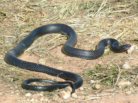 Large Whip Snake or Syrian Black Snake (Dolichophis jugularis asianus). This species is found across the Middle East. It can grow to a length of more than two meters, has a robust body and red pupils. It is virtually harmless, but can act aggressively (and bite) if threatened. It can also move FAST! Image from here .
