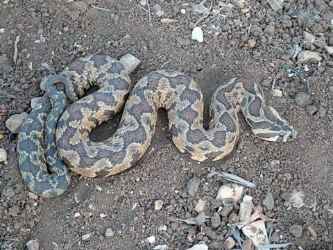 Palestinian viper. Never seen one of these in the wild and my goal is to maintain that perfect record. Image from here .