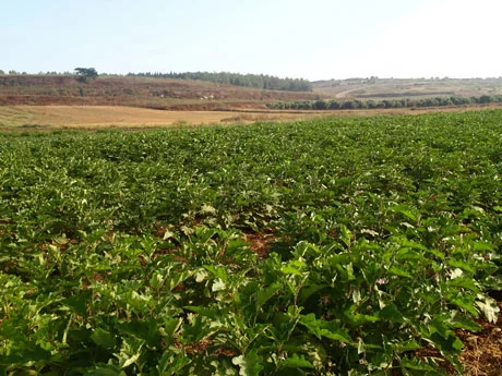 Sugar beets (I believe) in the foreground; an olive grove is more distant. On the horizon the road climbs toward Suffuriyyah.