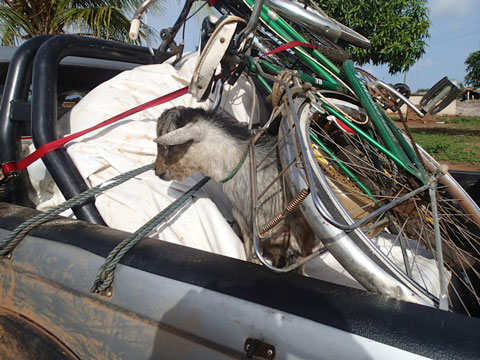 Give and you will receive. We give a bike but gain a goat. The goat rides in the truck for the rest of the journey. He tries to commit suicide only once .