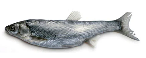 Pearl Mullet (Chalcalburnus tarichi).