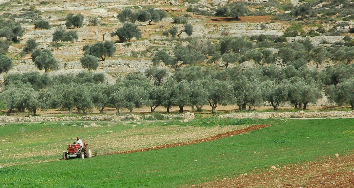 Plowing in the rich terra-rossa soil of central Palestine (near Al Lubban ash Sharqiya). Note the olive orchard in the background.