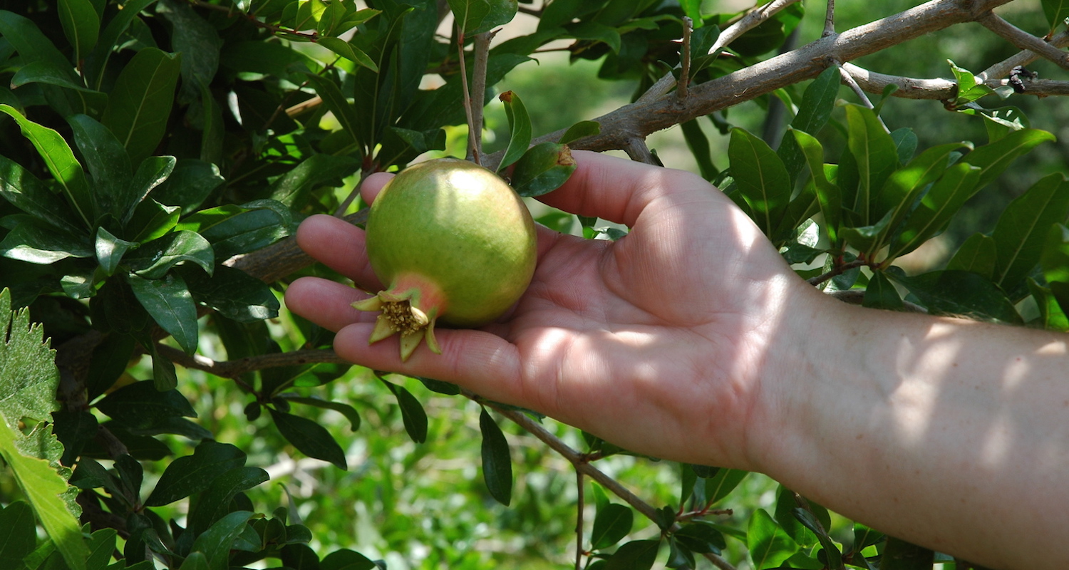 Pomegranates are a yummy fruit! This tree was growing near the archaeological site of Iraq al amir in Jordan.