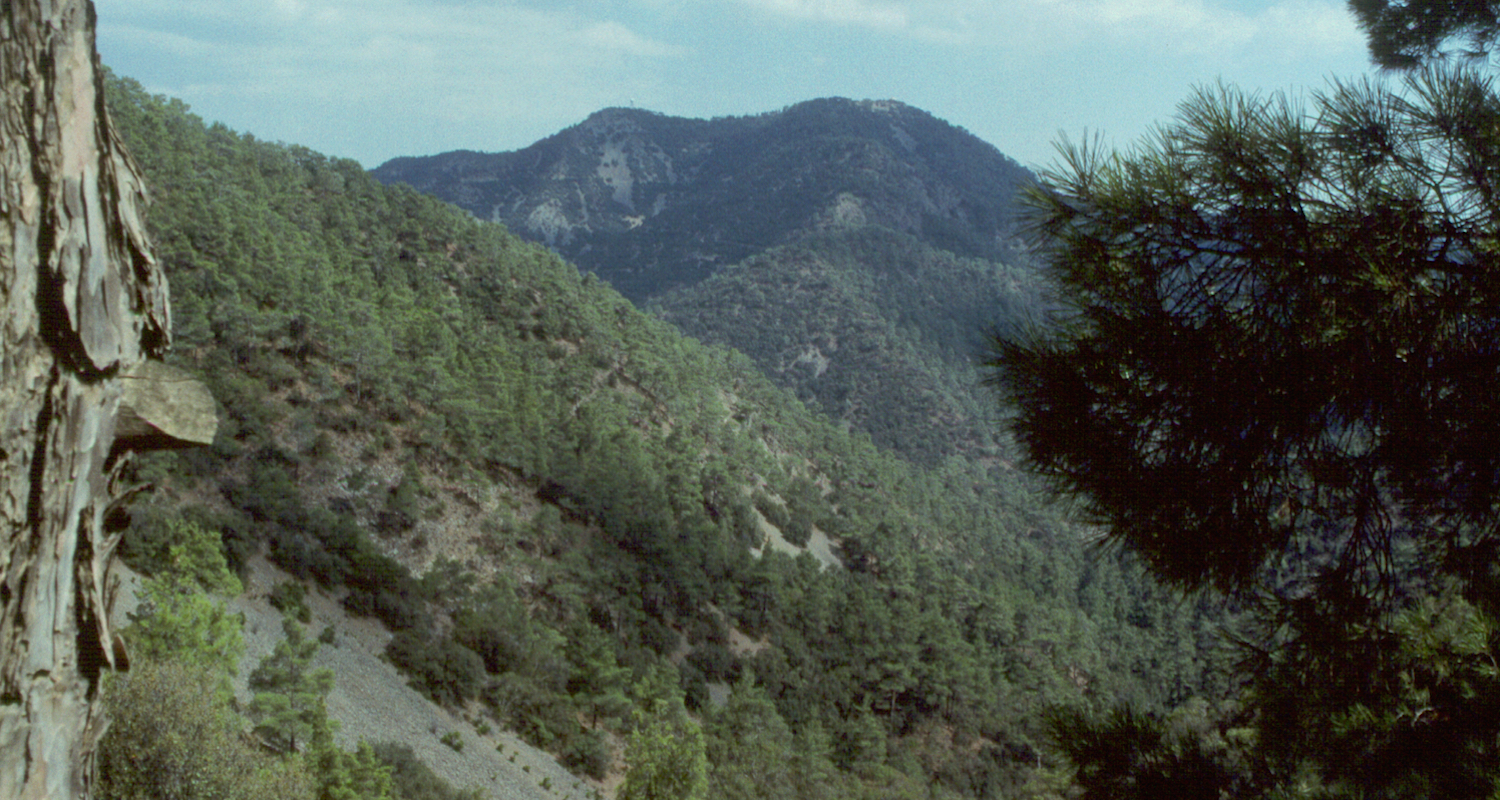A needleaf forest in the the Troödos Mountains of central Cyprus. Trees have been an important natural resource on this Mediterranean island for millennia. In ancient times, even the plains of Cyprus were covered in forest. See Strabo’s Geography 14.6.5. Here is a link .