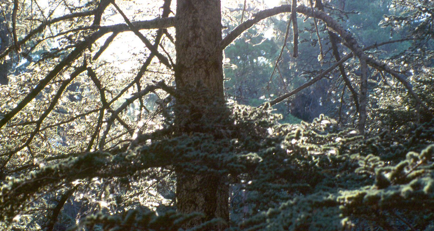 A Cyprus cedar (Cedrus brevifolia), considered by some to be a subspecies of the better-known Cedrus libani or the “cedar of Lebanon.” Cedar wood is fragrant and valuable. It was famously used by Solomon to build the Jerusalem temple. I bagged this one at an elevation of about 3,000 feet in Cedar Valley, Cyprus.