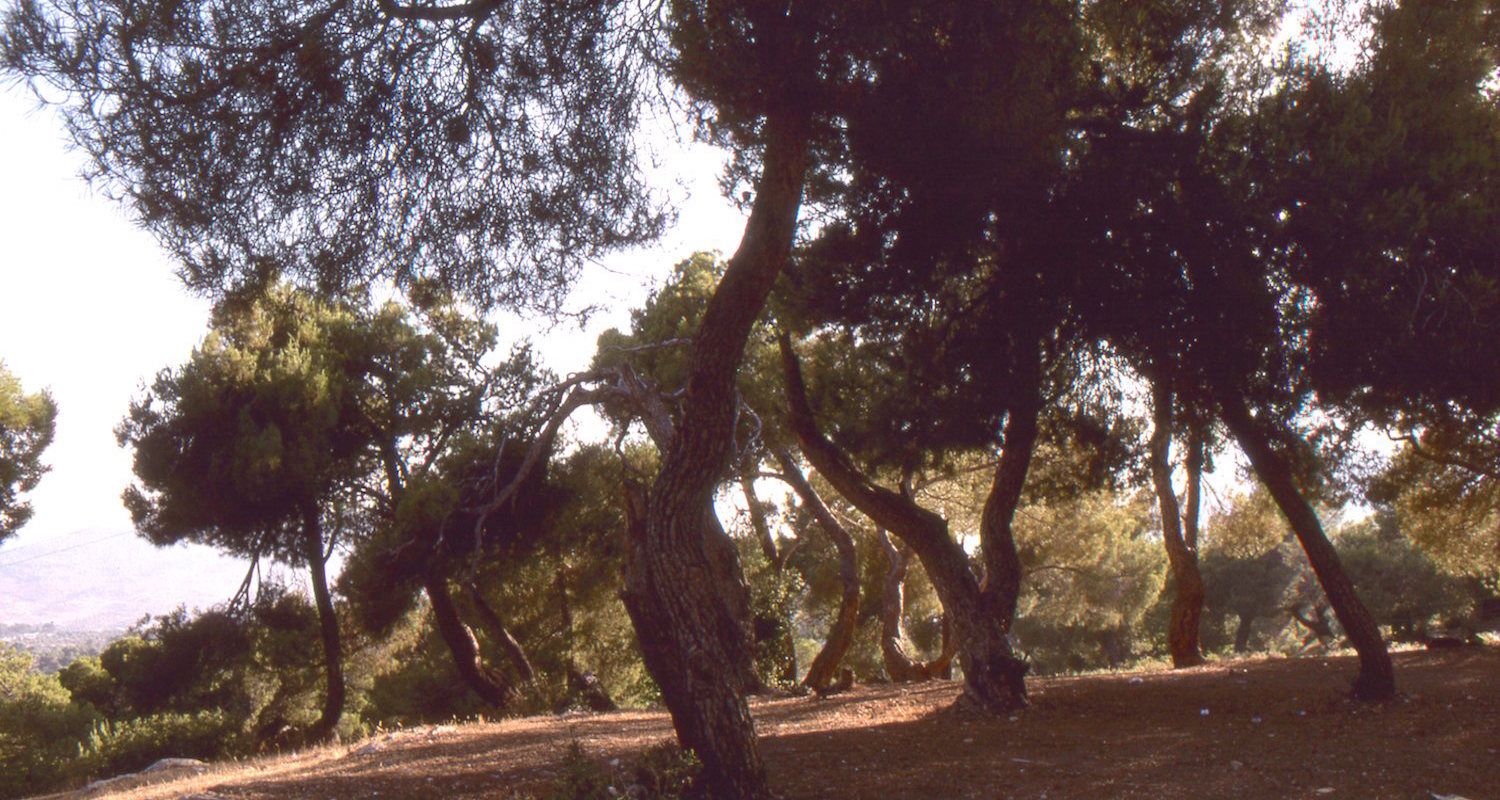 A stand of Aleppo pines (Pinus halepensis) near Jerash, Jordan are a reminder that great forests once covered these hills. In the Bible, this is the region of “Gilead,” a word that may describe the “hump” of a camel!