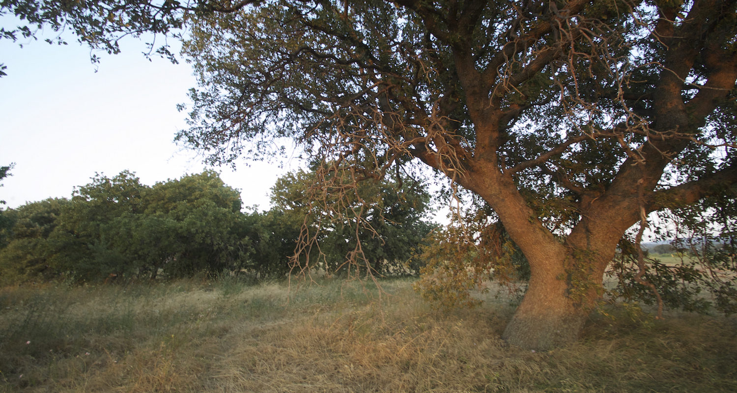 A lovely specimen of the Mt. Tabor Oak (Quercus ithaburensis). I found this one wandering far from Mt. Tabor (!), near Çanakkale, Turkey. In antiquity, this species dominated the highlands of Israel-Palestine.