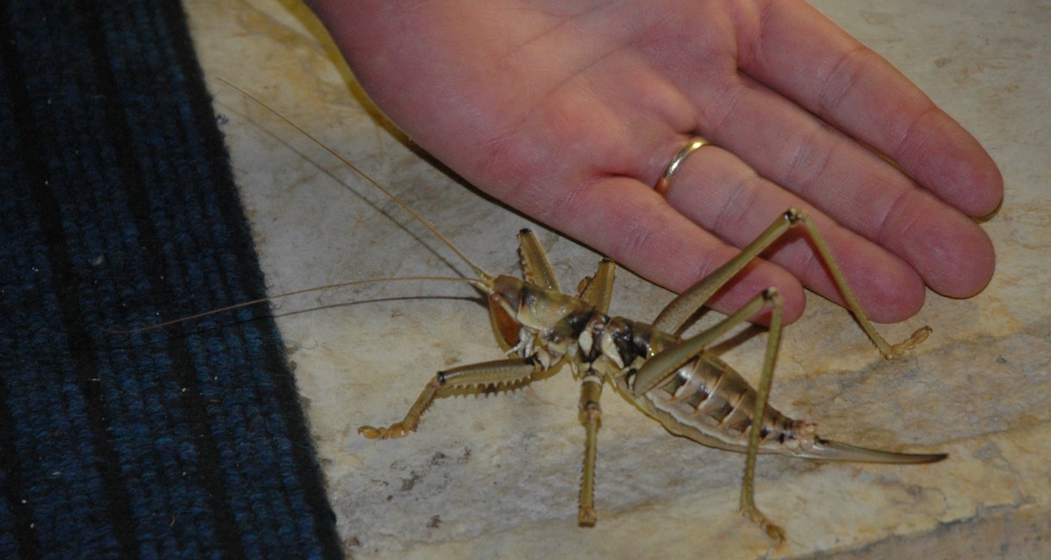 Check out this big-time thug. I found him loitering outside my door in Galilee. I think he is a Predatory Katydid (Saga ornata?), an ambush-hunter who frequents the region. Good thing I saw him before he saw me!
