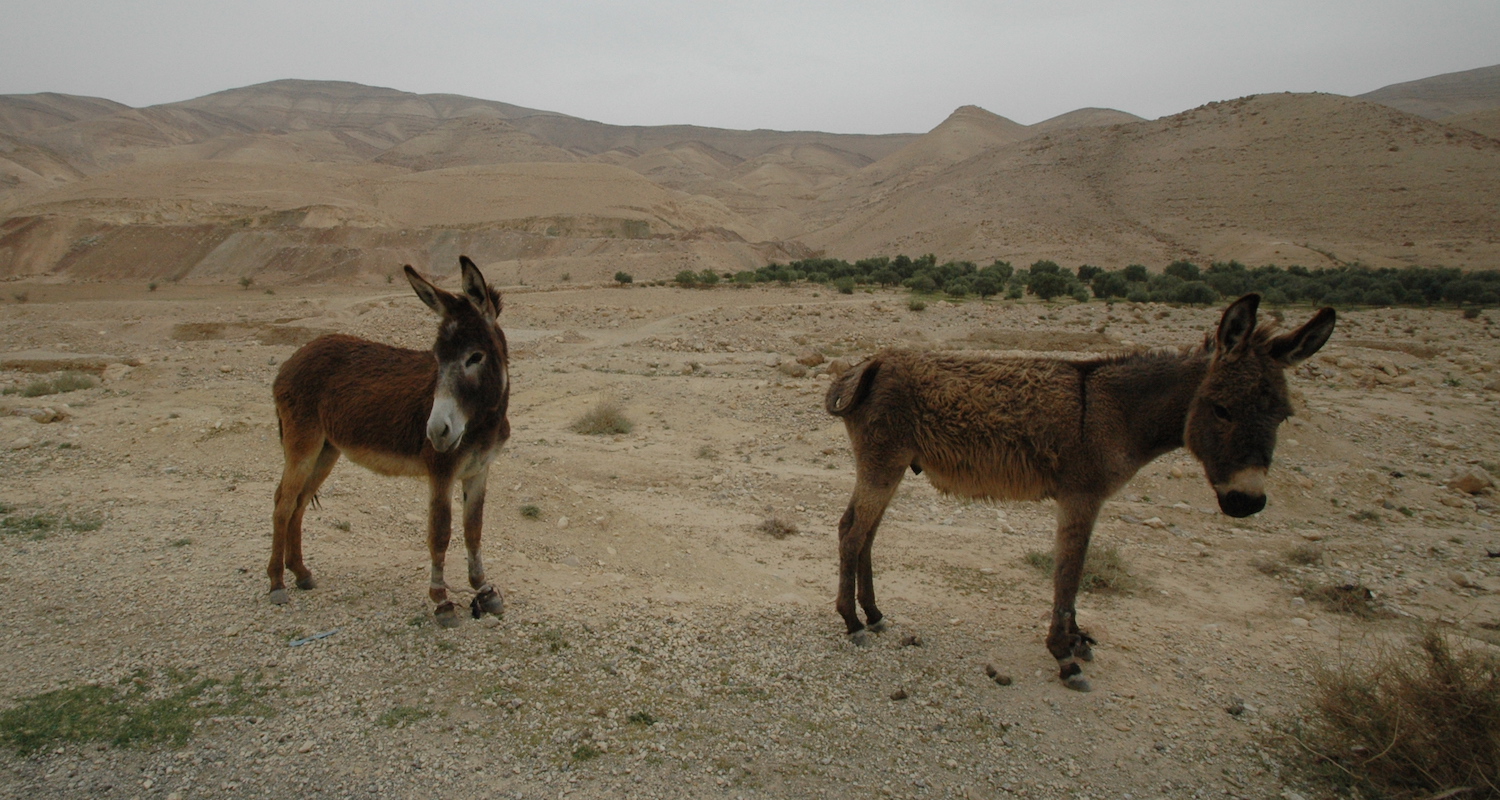 Hobbled donkeys (Equus africanus asinus) in the Wadi al-Hasa, Jordan.