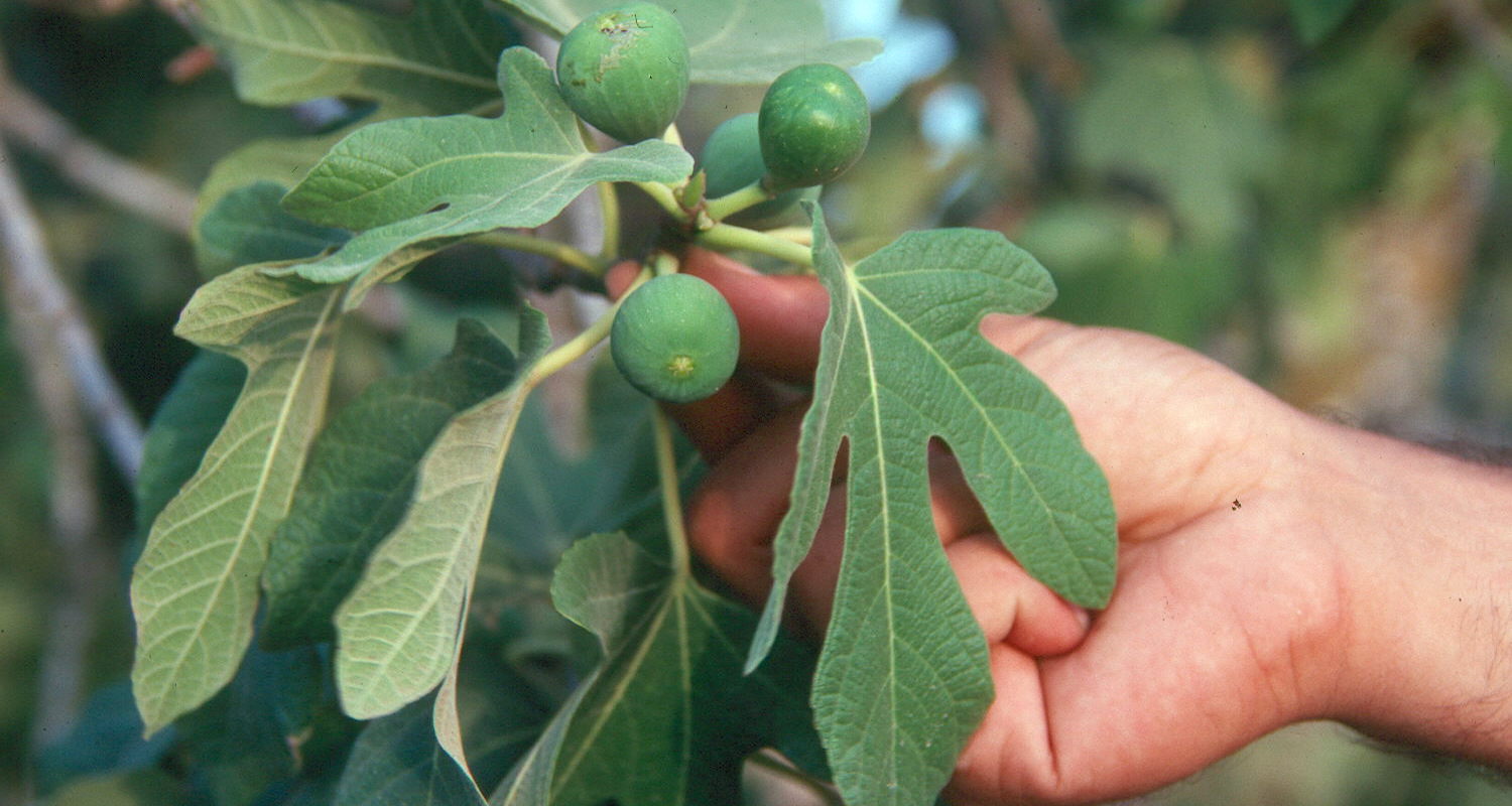 Figs growing on a tree outside the village of Khurebeh, Jordan. Now if we had a biscuit, we could make some Newtons!