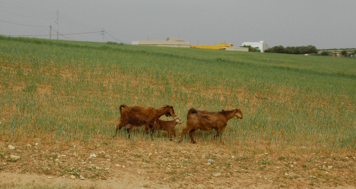 Goats on the way to a faculty meeting. Image shot out a car window near Dhiban, Jordan.