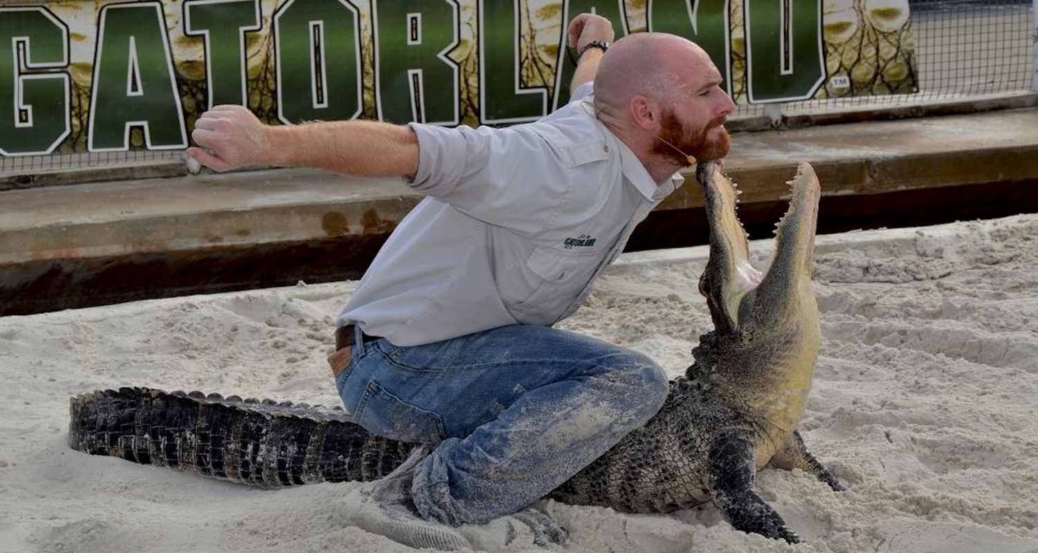 Note how the alligator manages to balance the man carefully on the end his snout in the moment before he eats him. It is a feat of skill and daring that never fails to entertain. Image from here.