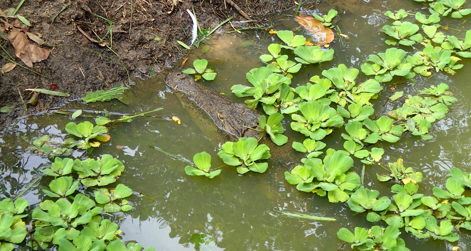 A croc dreams under the snooker table.