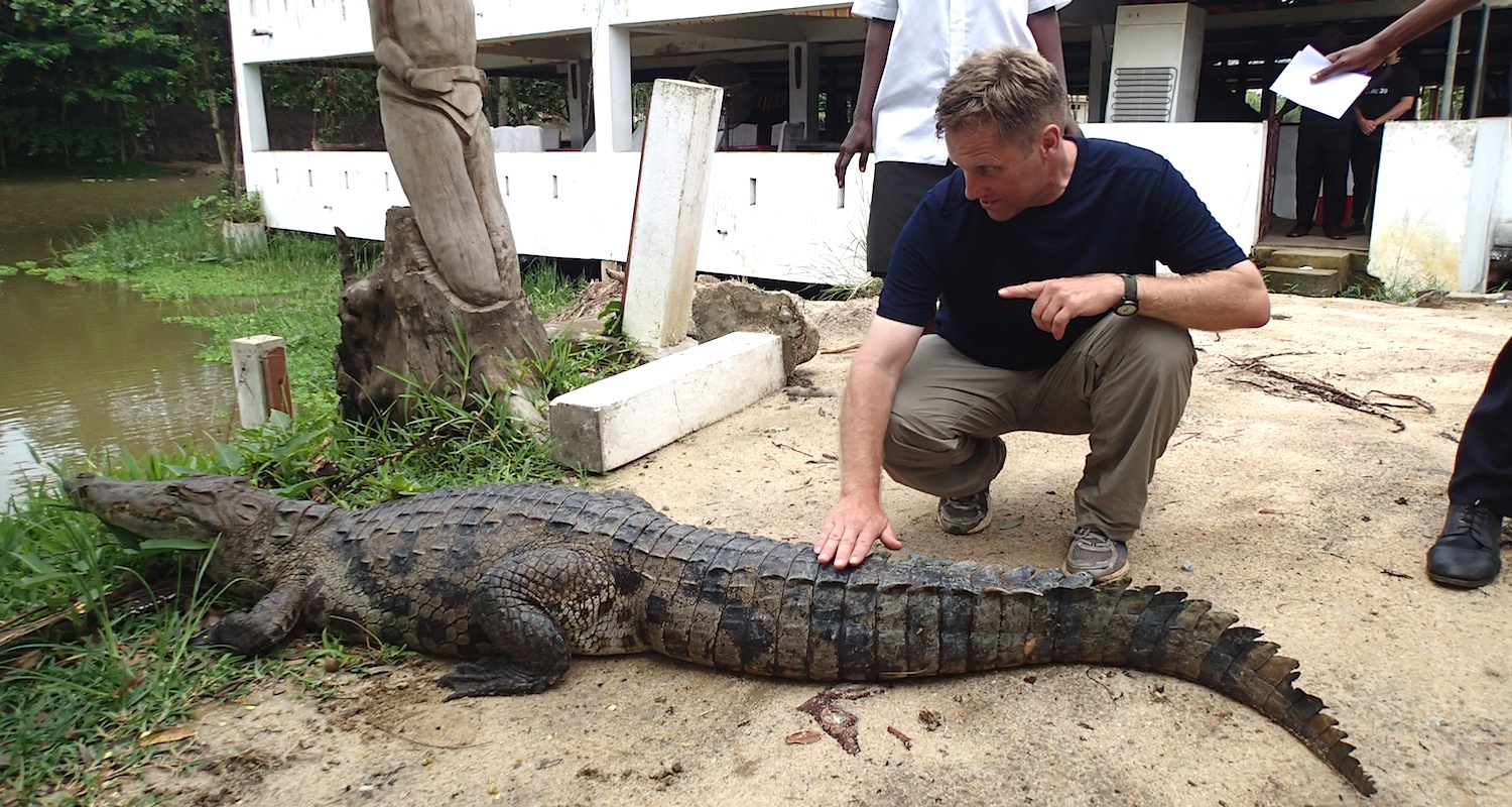 The croc-whisperer works his magic.