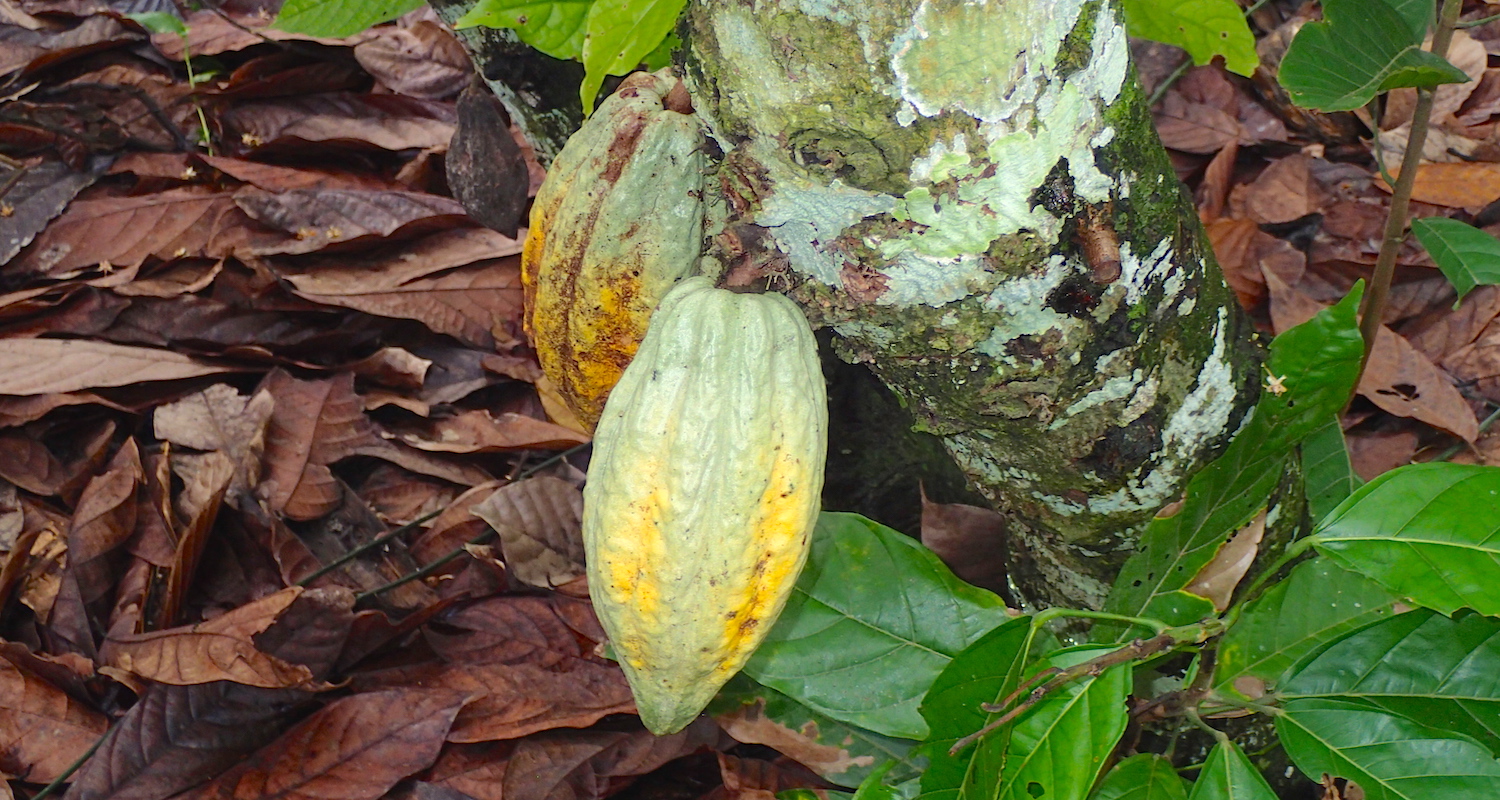 The tree has several large pods affixed directly to its trunk. They look like fat pointy cucumbers, six to eight inches long.