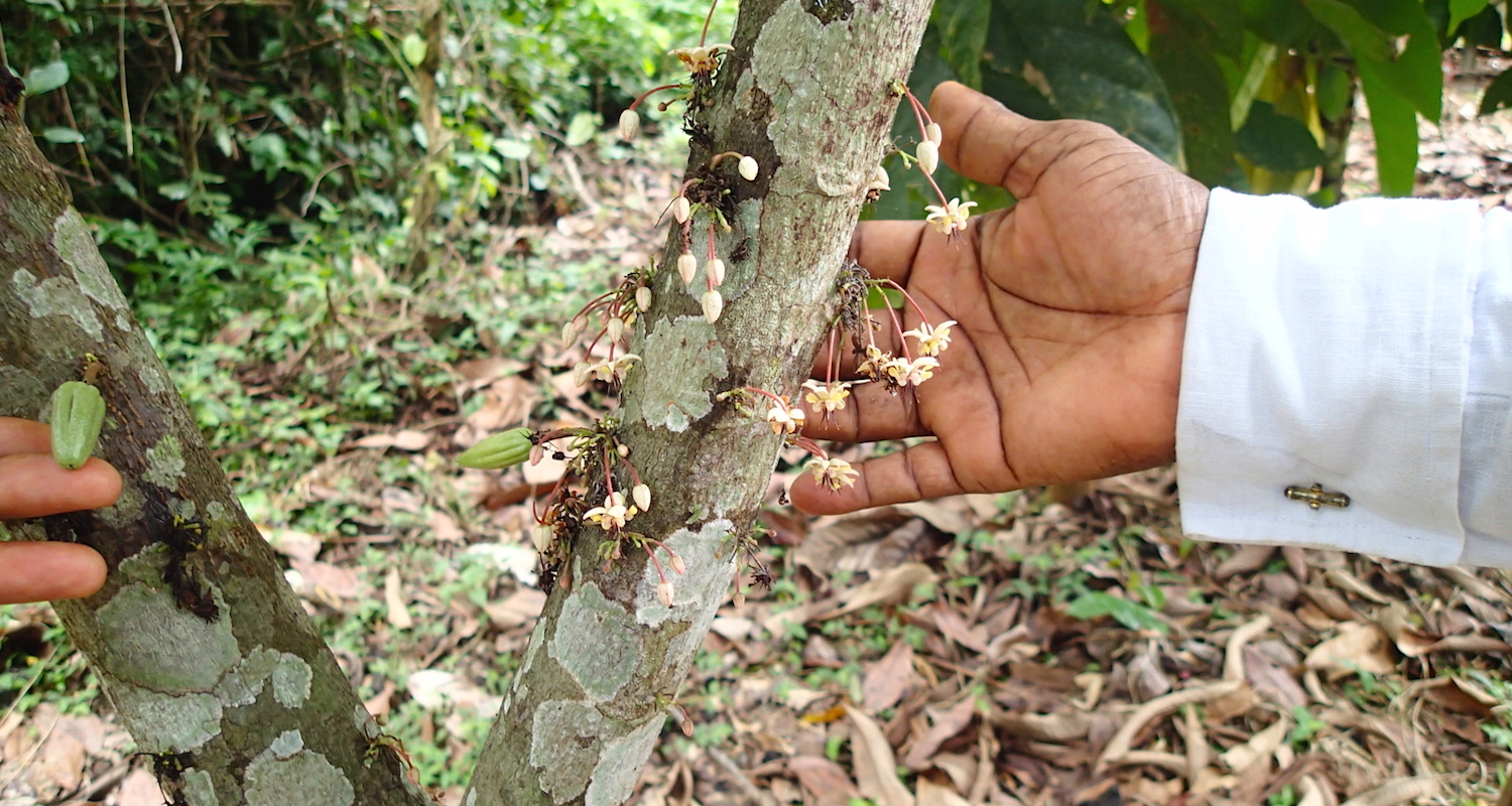 Elsewhere, we note the flowers (right) that grow into pods (left).