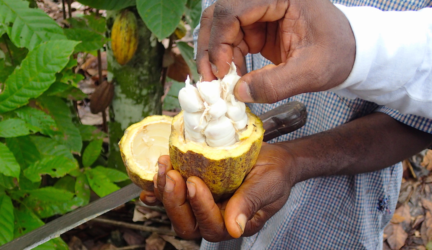 Snow white cocoa beans in the pod. Each bean has a parchment-like covering.