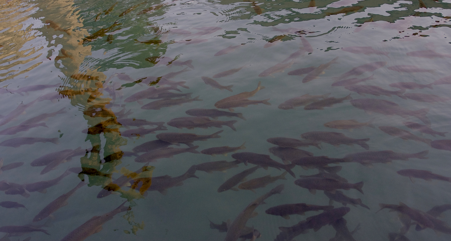 Holy carp!