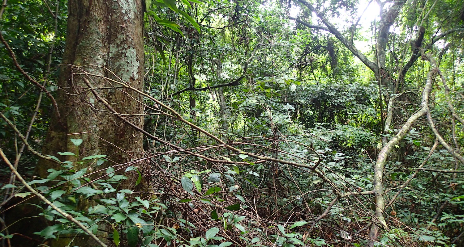 The rainforest of coastal Ghana.