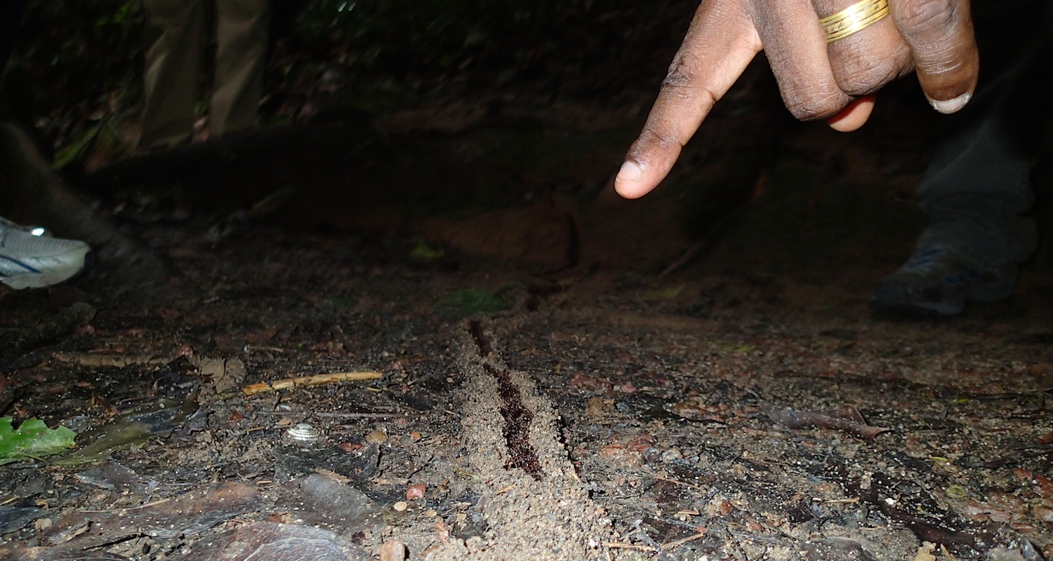 An ant highway crosses the trail.