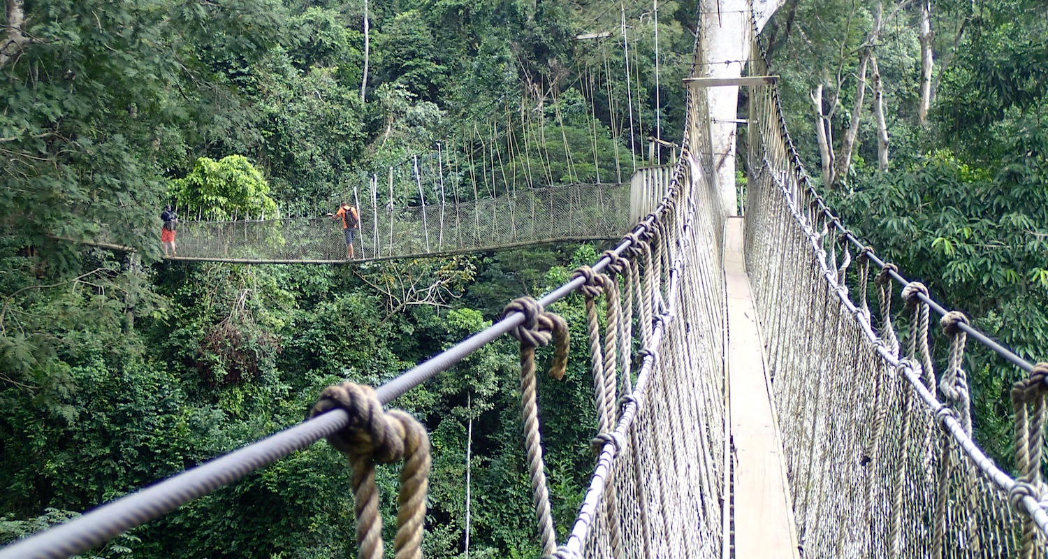 A highway strung from the tree tops.