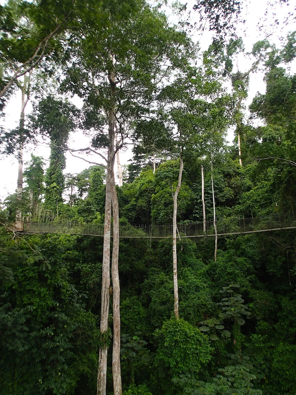 Swinging in the rain(forest).