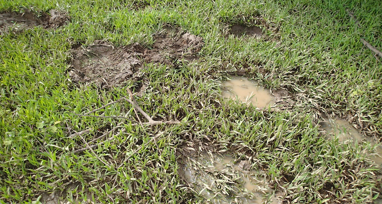 The tracks of an African bush elephant!