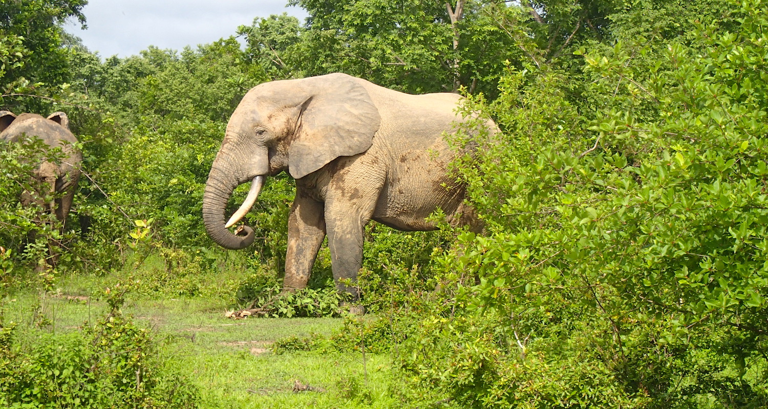 I look for wrinkles. I see that this one only has one tusk.