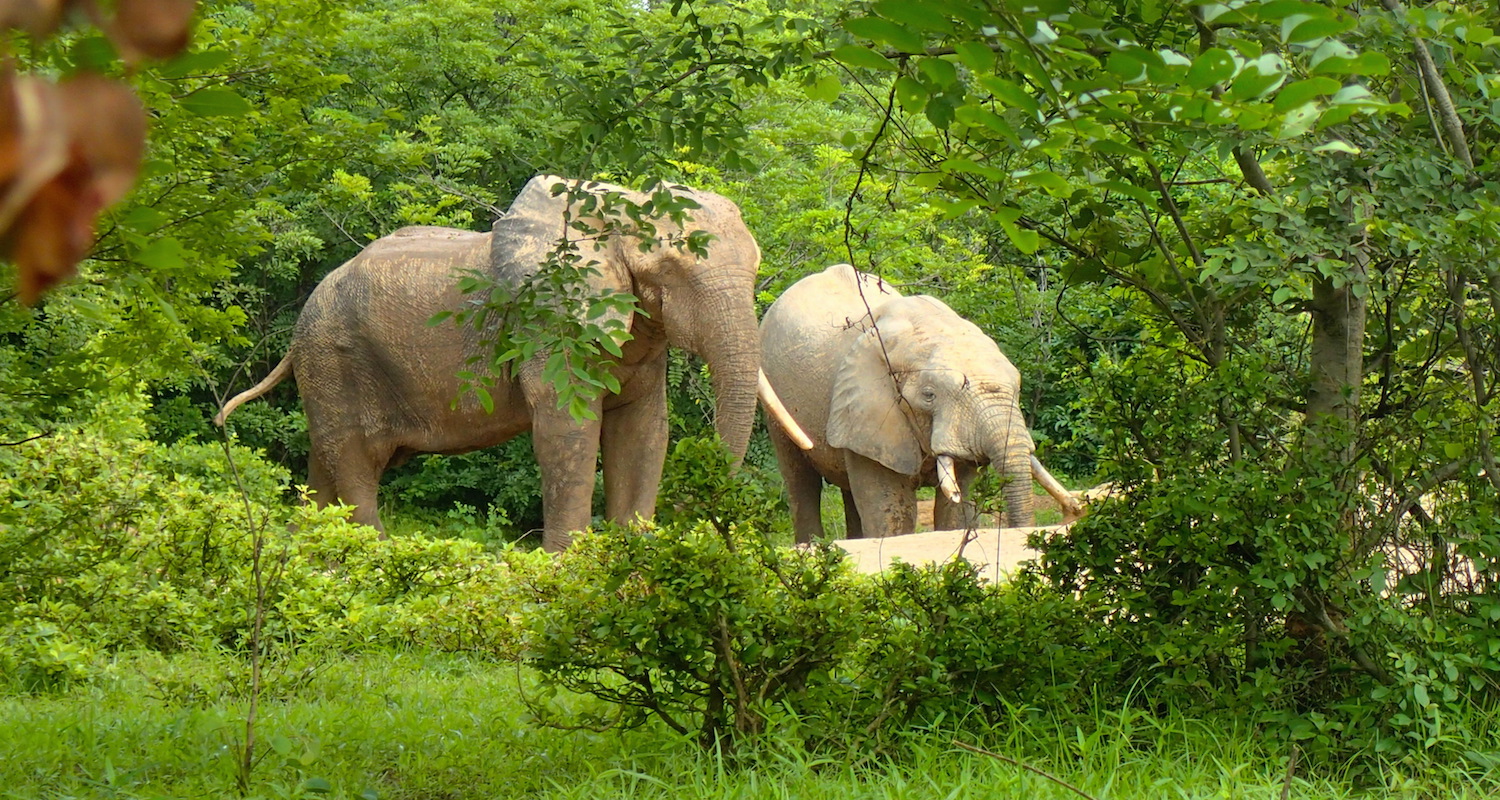 The smaller elephant digs.