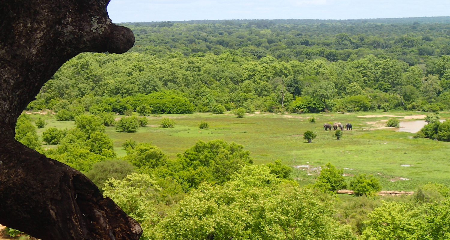 View from the summit. The elephants return to the water.