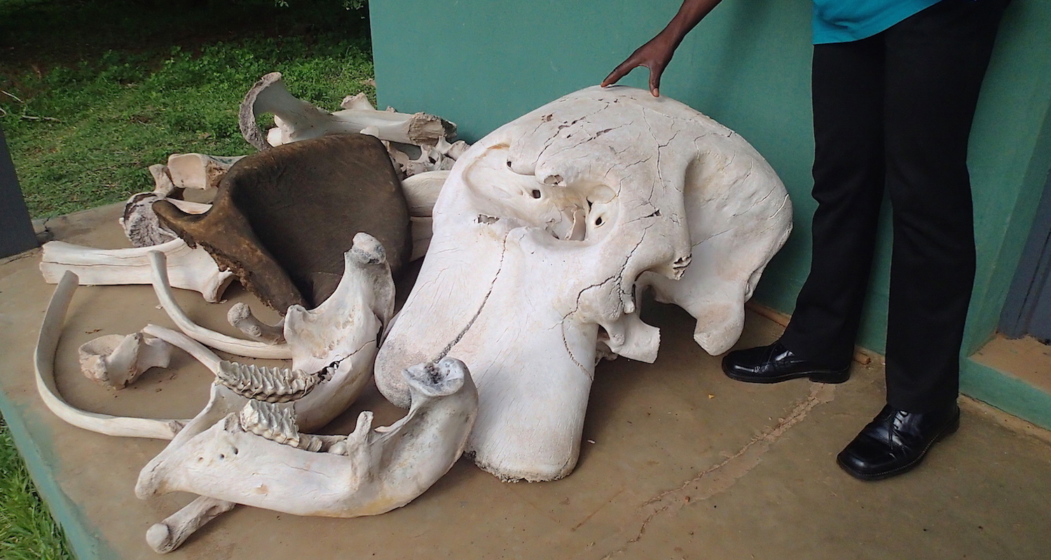 Isaac and elephant bones on display at the Visitor’s Center. Note the nasal cavity in the center of the “forehead.”