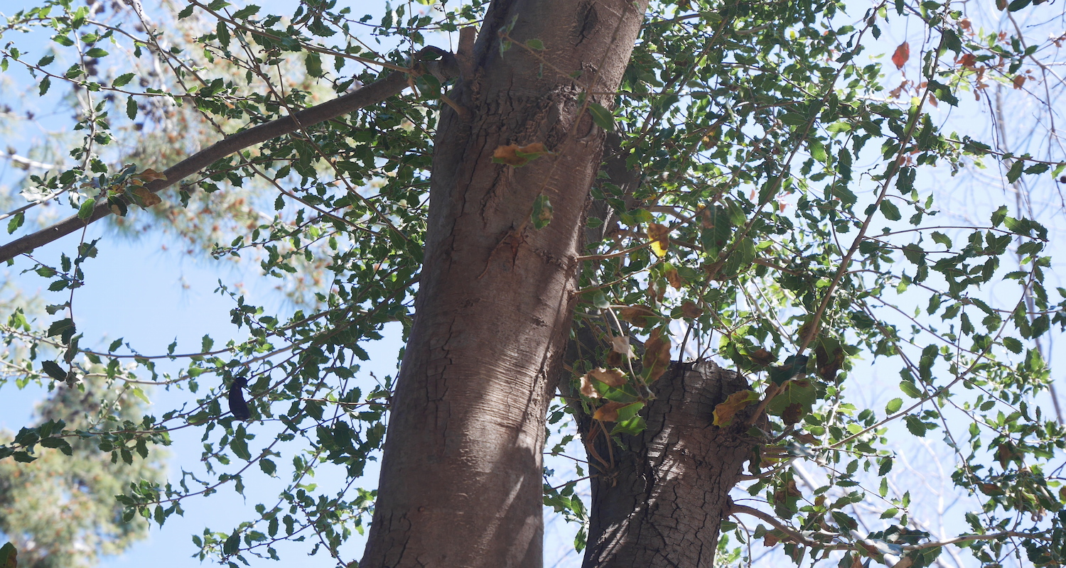 The bark and leaves of the Palestinian Oak (Quercus calliprinos). Like its cousin, the Mt Tabor Oak, the Palestinian Oak is a small semi-evergreen tree. Both are gnarly and shrub-like but produce a hardwood with many uses.