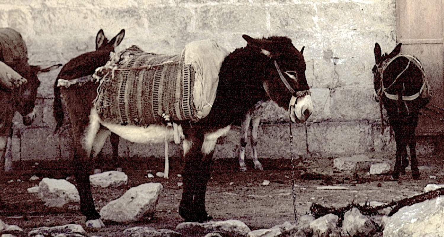 O Little Donkey of Bethlehem. Image taken many years ago as a slide transparency and donated to the Cincinnati Christian University.