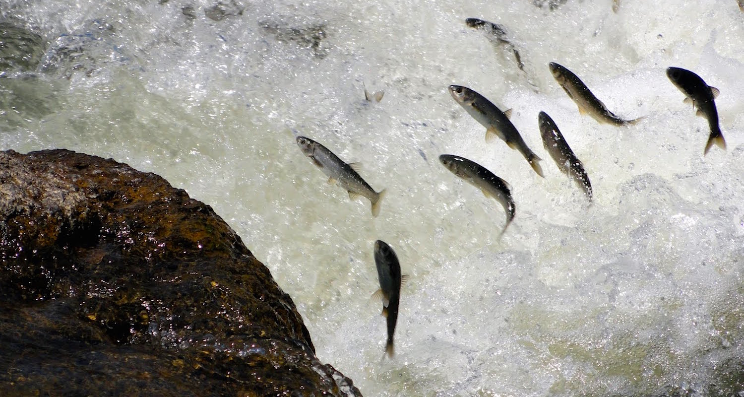 The springtime run of the Pearl Mullet. Image from here .