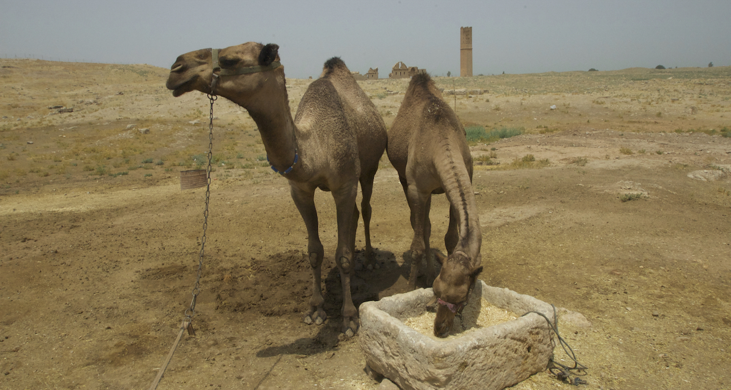 Camels of Haran.
