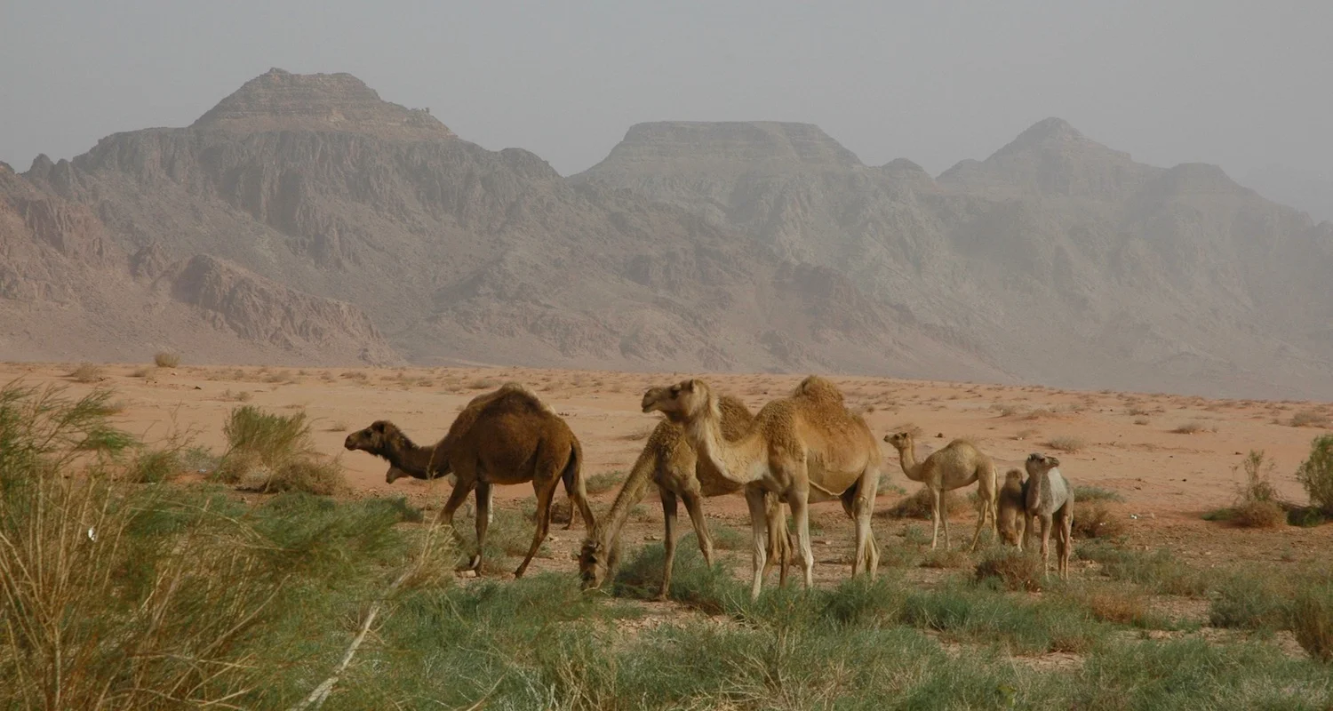 Camels in the Wadi Rum.