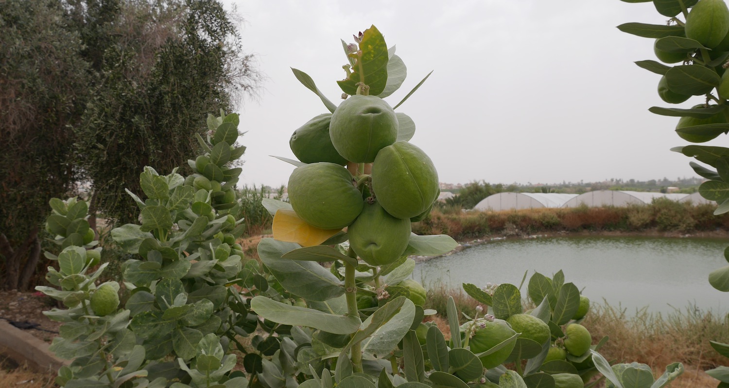 Apples of Sodom growing beside the road. Note the inflated pods. They look like fat little pillows about the size of a grapefruit.