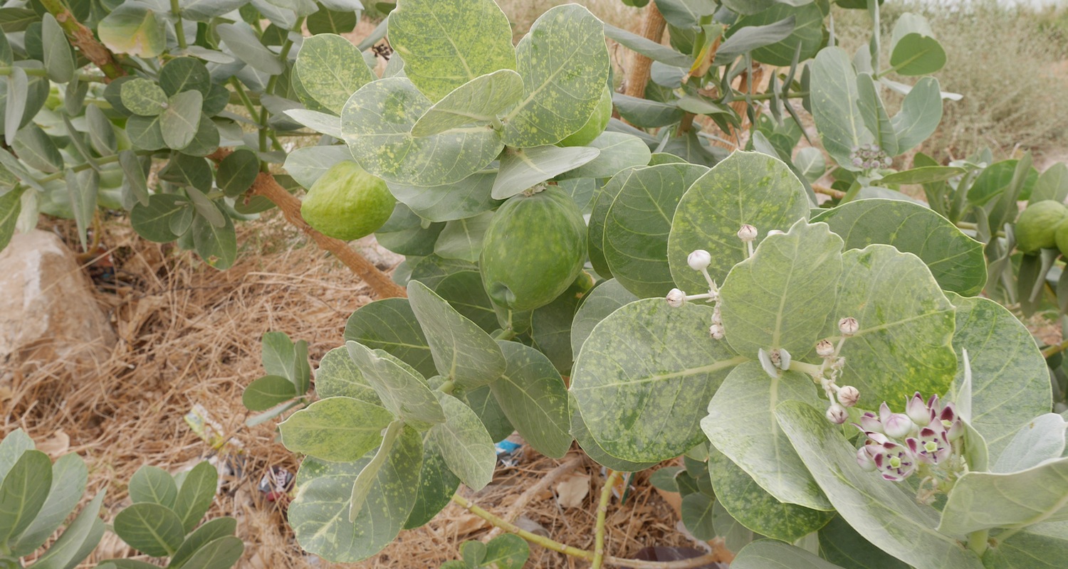Cork-like branches, large oval leaves, and puffy fruit characterize this species. Note the lovely white and purple flowers opening in the lower right of the image.