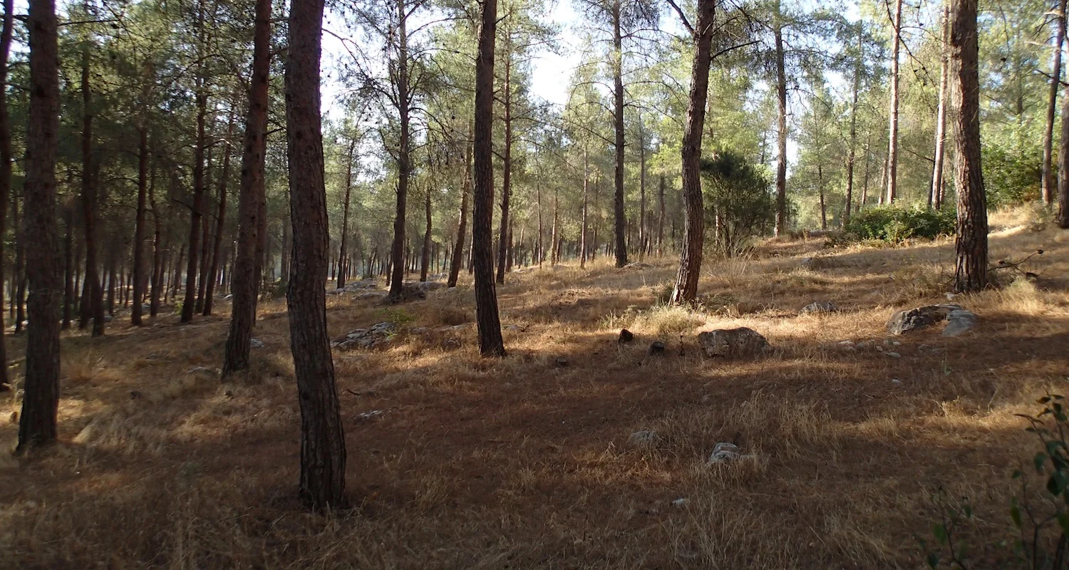The forest behind me.