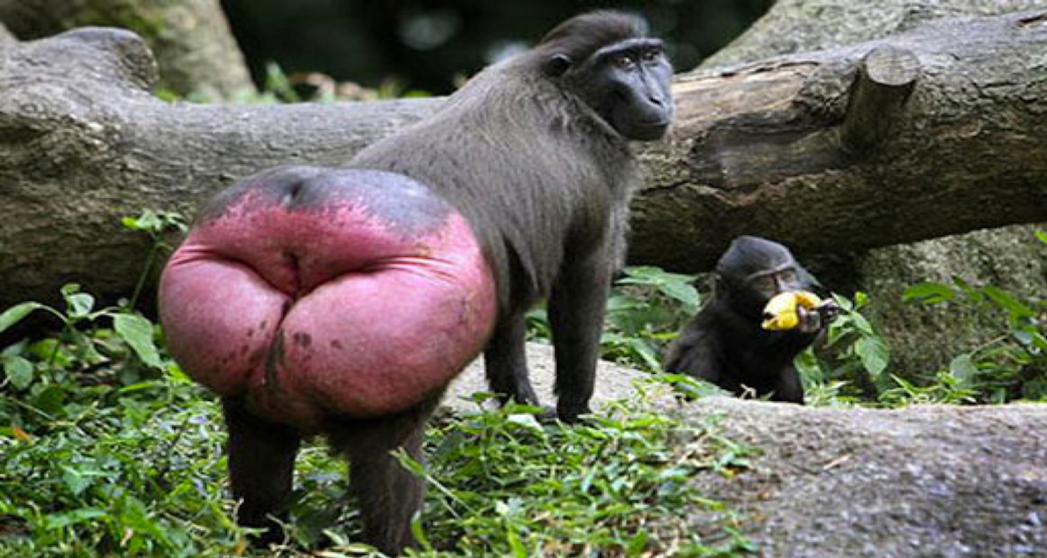 Monkey+Butt.001.jpg