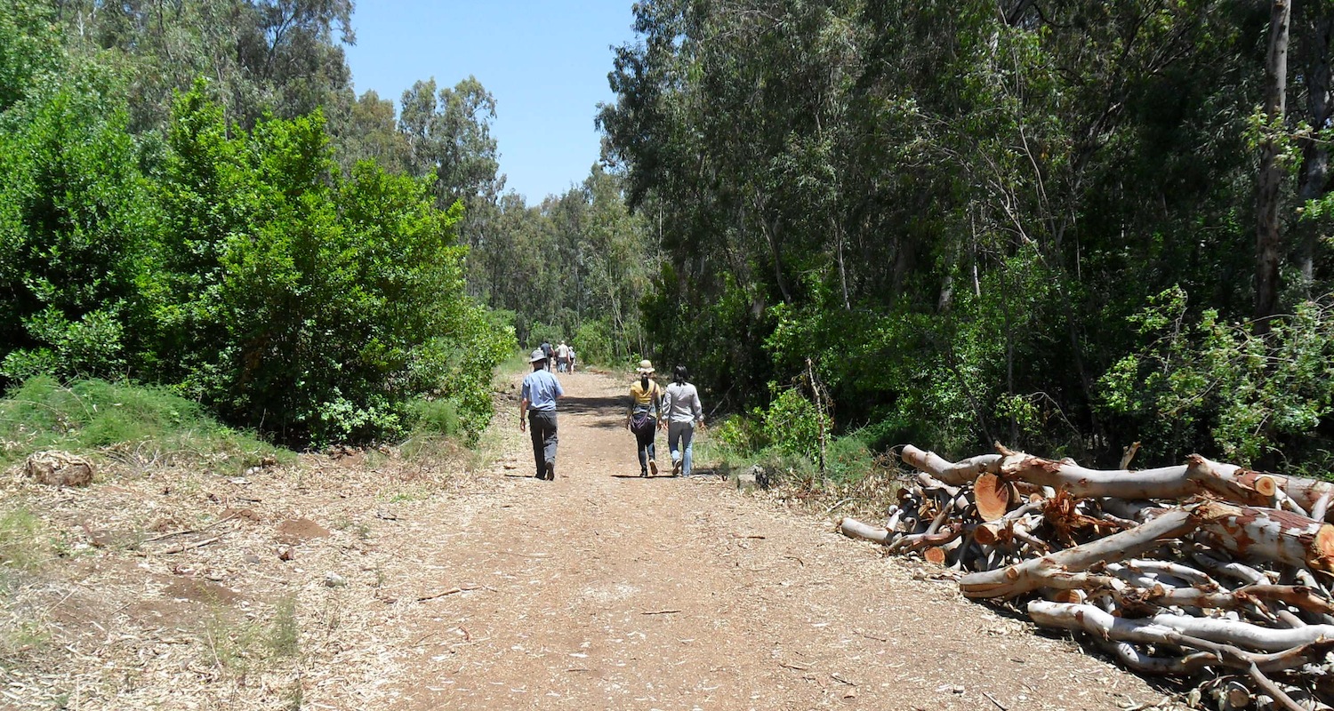 The trail across Tel Dan.