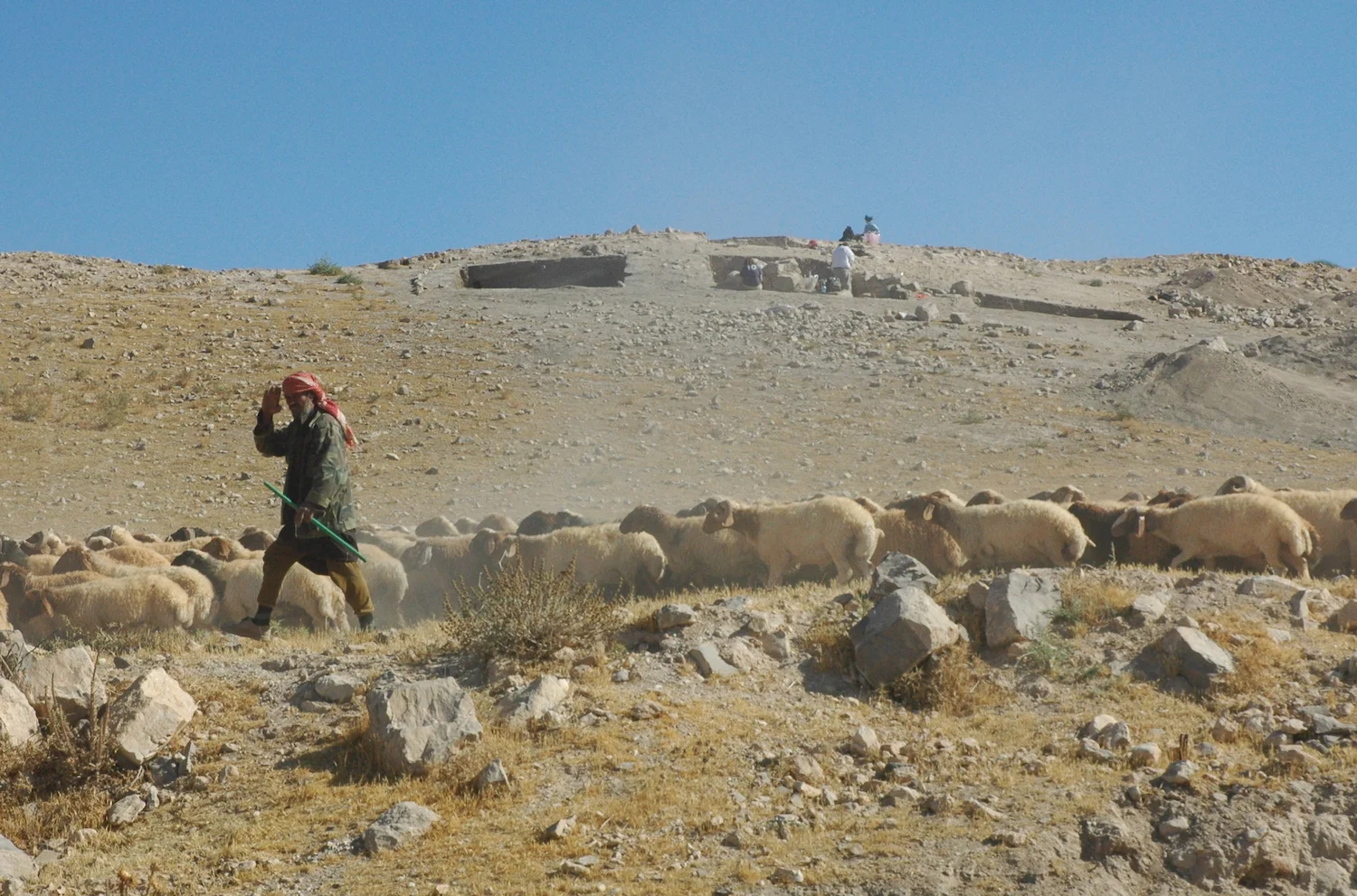 The shepherd waves Marhaba! Tell Jalul's Field H is on the rise beyond.
