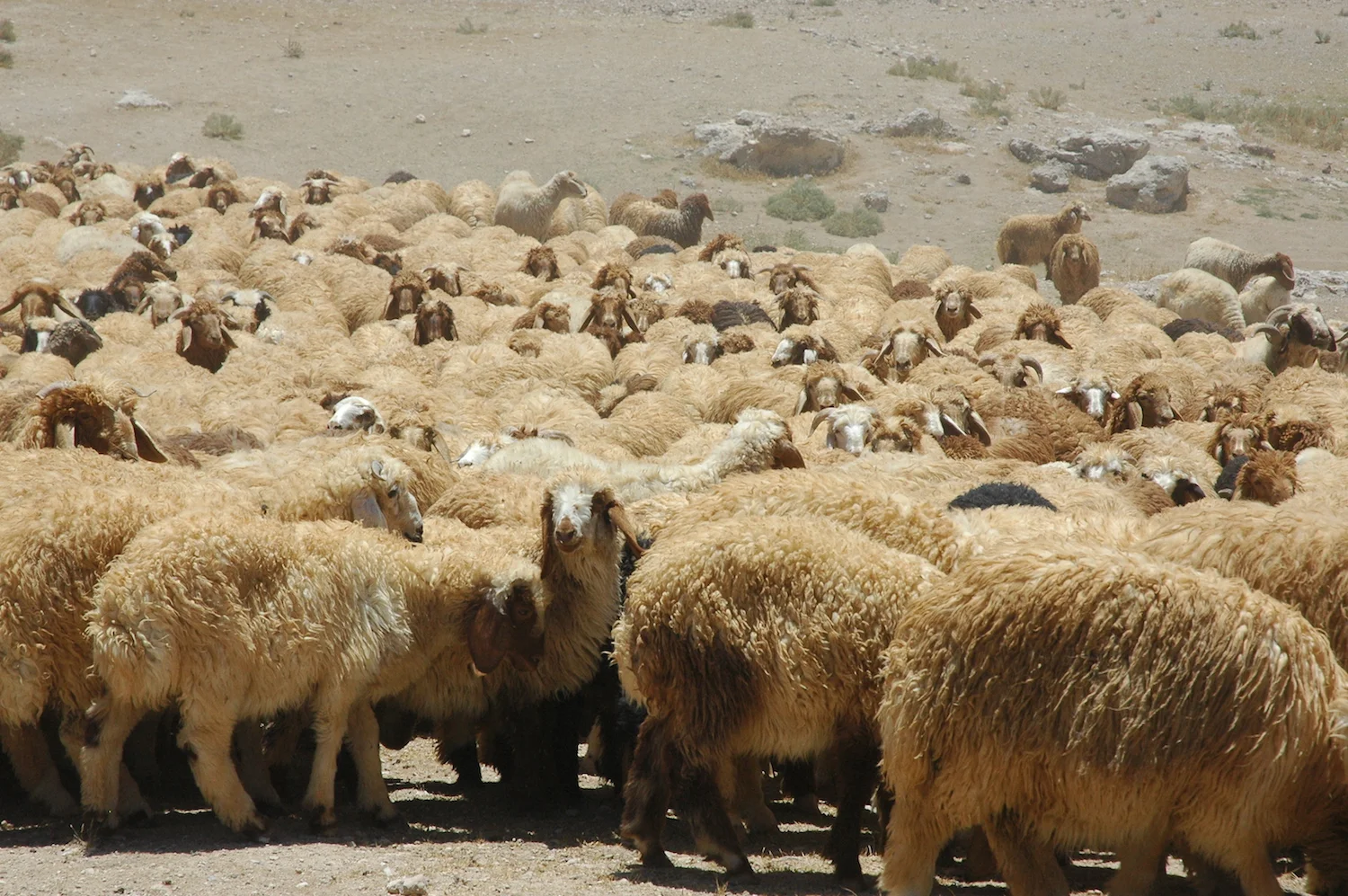 The Awassi or "fat tailed" sheep have been regular residents of the Bible Lands for millennia.