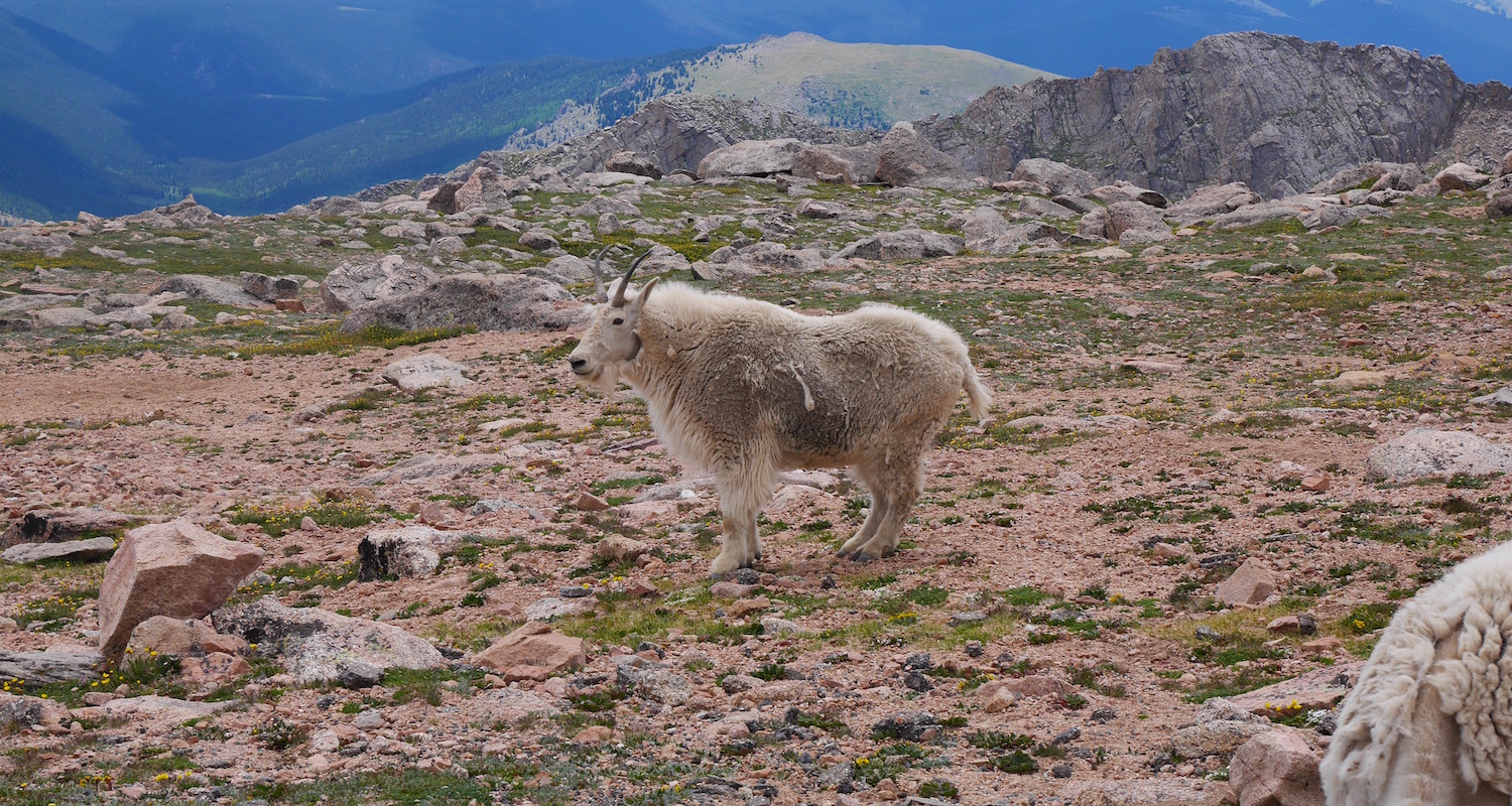 A big buck poses for us near the summit of Mt Evans..