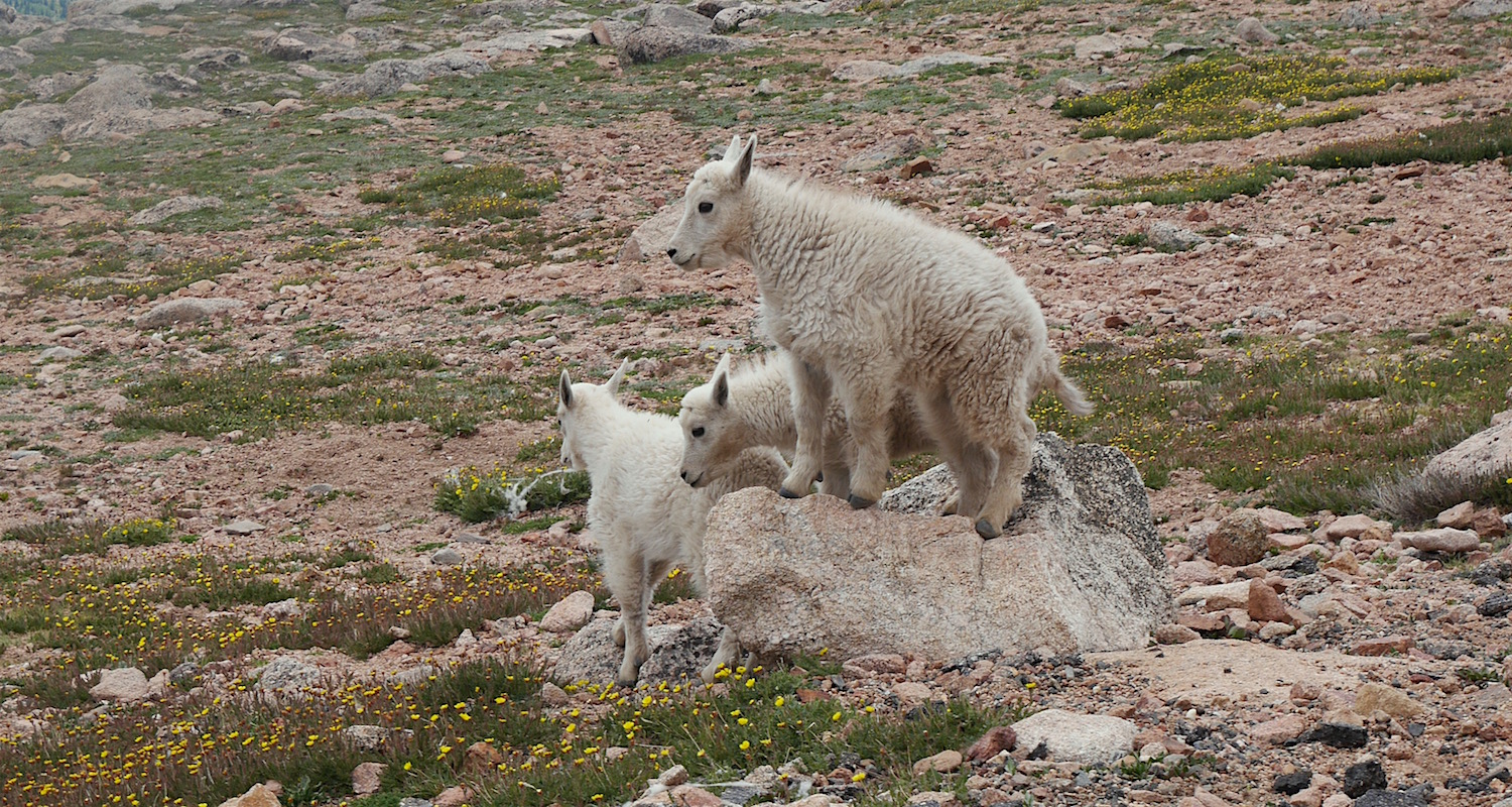Kids playing king of the mountain.